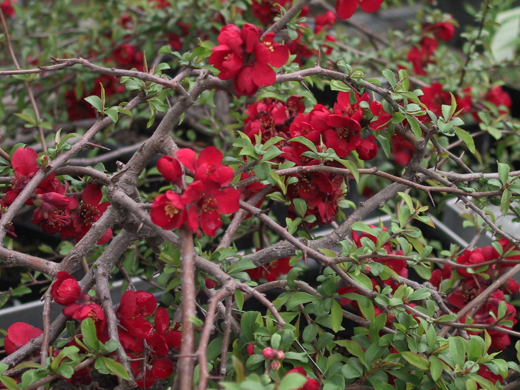 Chaenomeles Crimson And Gold 02.jpg